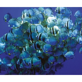 Lampe plage des demoiselles Blanc bleu