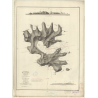 Reproduction carte marine ancienne - 3607 - AUSTRALES (îles), RAPA (île) - POLYNESIE FRANCAISE - PACIFIQUE - (1878 - 1888)