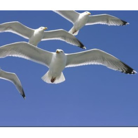 Plage des demoiselles's lamp Gulls