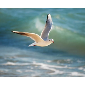 Lampe plage des demoiselles Mouette