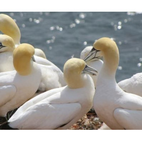 Lampe plage des demoiselles Fou de Bassan