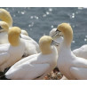 Plage des demoiselles's lamp Gannet