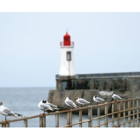 Plage des demoiselles's lamp Lighthouse seagulls