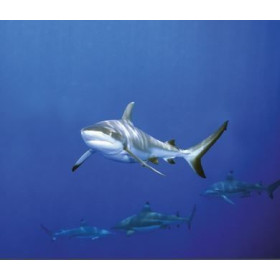 Lampe plage des demoiselles Requin