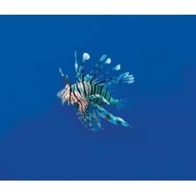 Table lamp Scorpion fish