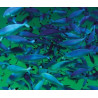 Lampe plage des demoiselles Alevins