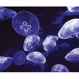 Table lamp Jellyfish