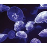 Plage des demoiselles's lamp Jellyfish