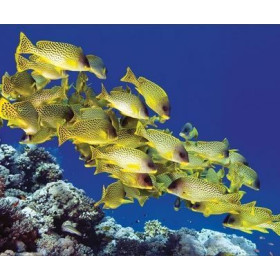 Table lamp Yellow fish