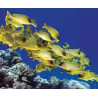 Lampe plage des demoiselles poissons Jaunes
