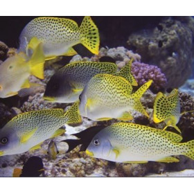 Table lamp Red snapper
