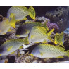 Table lamp Red snapper