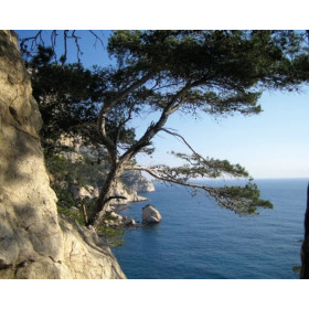 Lampe plage des demoiselles Végétation Calanques