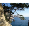 Lampe plage des demoiselles Végétation Calanques