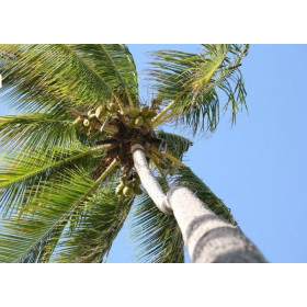Lampe plage des demoiselles Caraibes