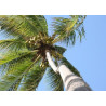 Lampe plage des demoiselles Caraibes