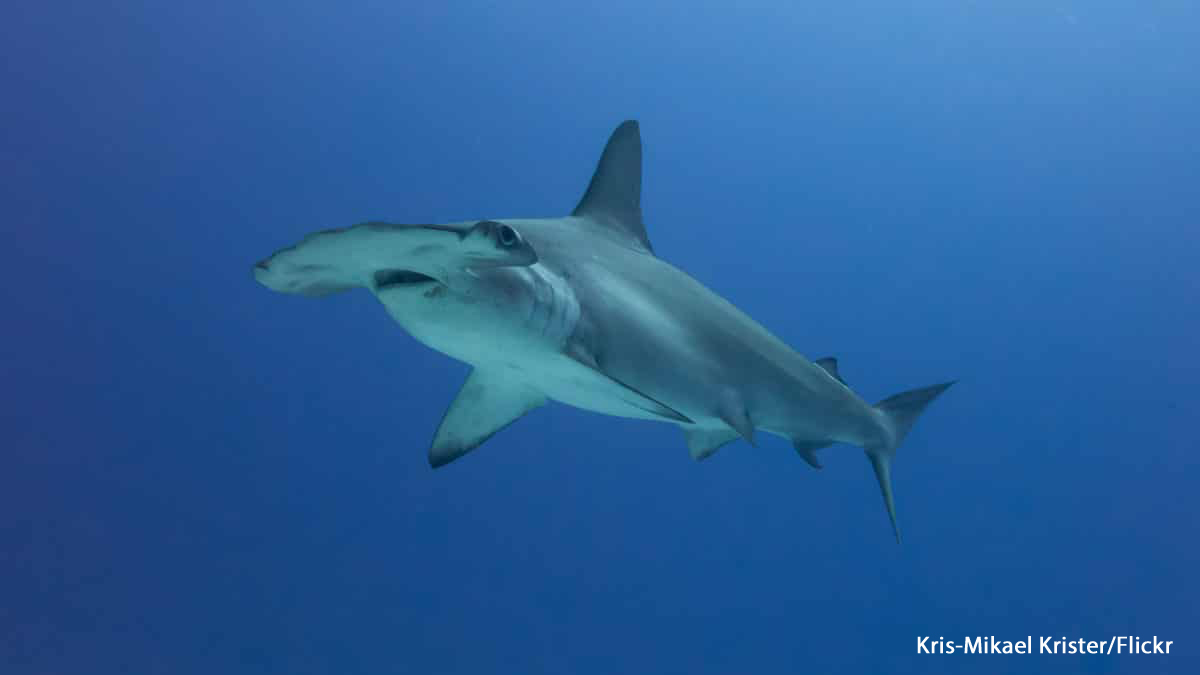 Alerte sur les plages méditerranéennes : les 10 espèces de requins les plus  communes en Méditerranée !