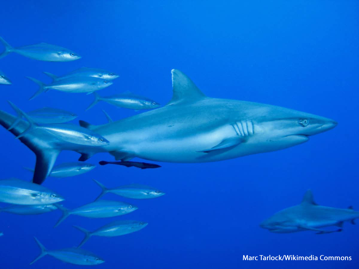 Deuxième attaque de requin, dans la Caraïbe, en moins d'un mois