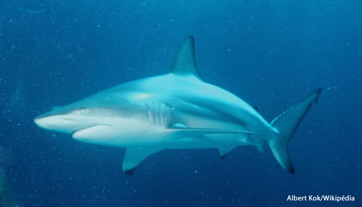 Requin bordé