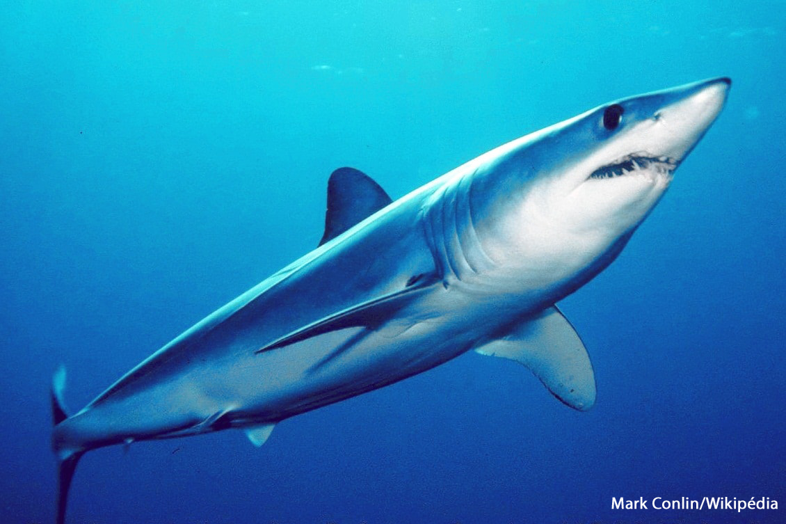 Requin mako