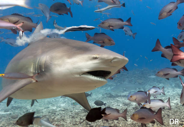 Requin bouledogue