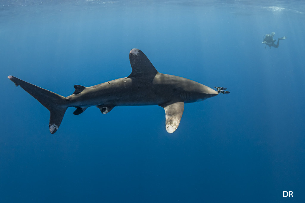 Requin longimane