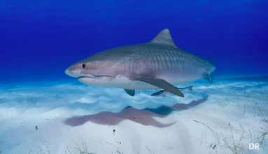 Requin tigre