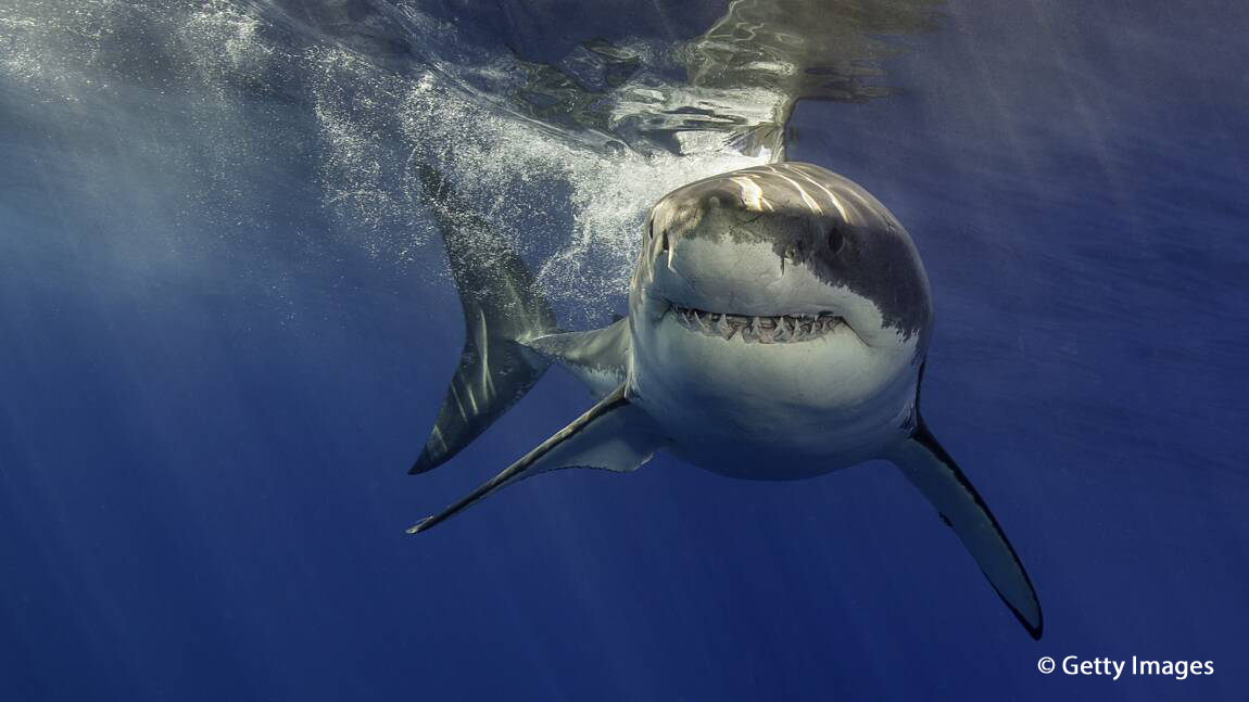 Zones des attaques mortelles de requin